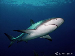 They swarmed around the bottom of the boat in hopes of mo... by Steven Anderson 